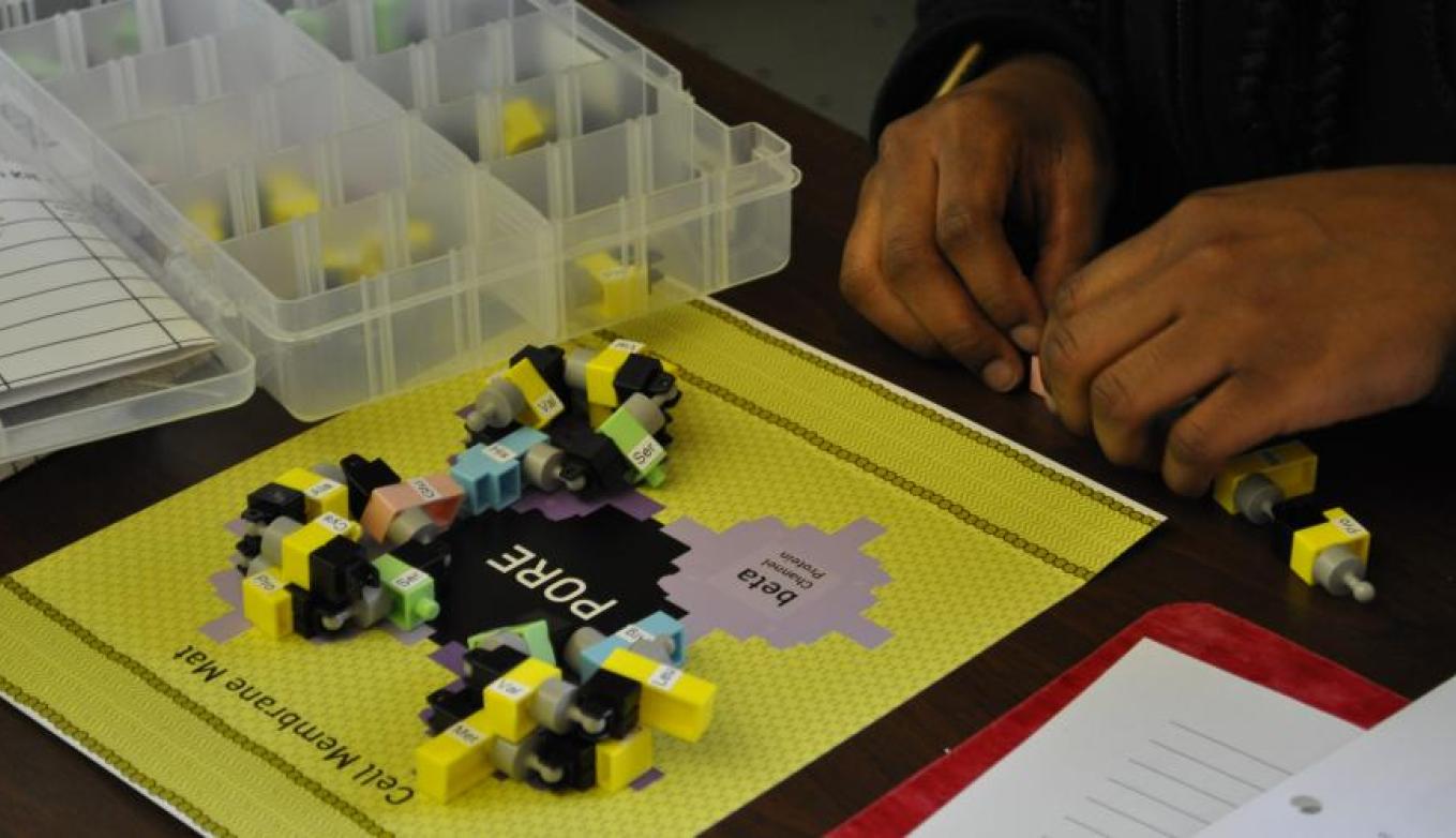 A pair of hands constructs proteins from colorful component pieces, arranged on top of a labeled mat