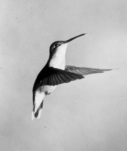 hummingbird hovering