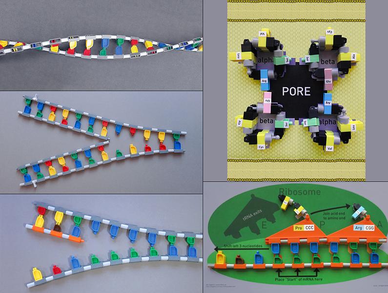 Manipulable models of DNA and proteins